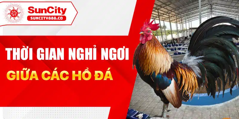 Những Quy Định Khi Đấu Gà Tại Savan