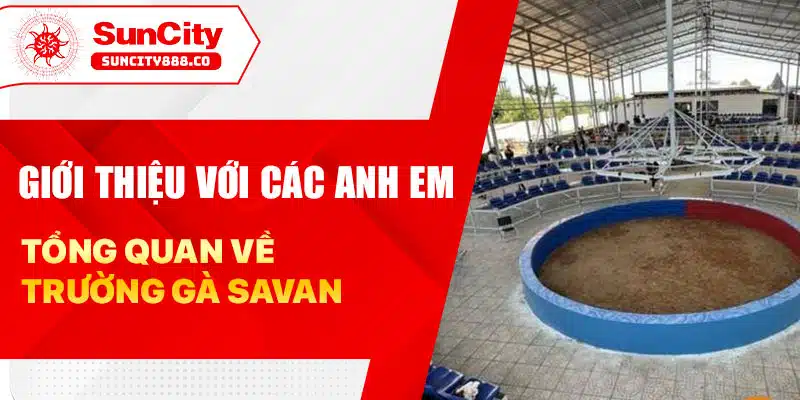 Tổng Quan Chi Tiết Về Trường Gà Savan