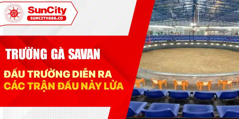 Trường Gà Savan - Điểm Hẹn Của Những Trận Đấu Gà Kịch Tính